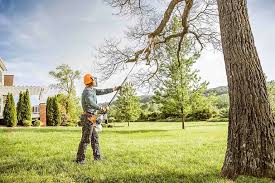 Best Lawn Disease Treatment  in Fairmont, WV