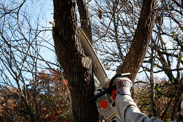 Best Fruit Tree Pruning  in Fairmont, WV