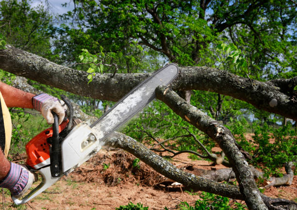 How Our Tree Care Process Works  in  Fairmont, WV